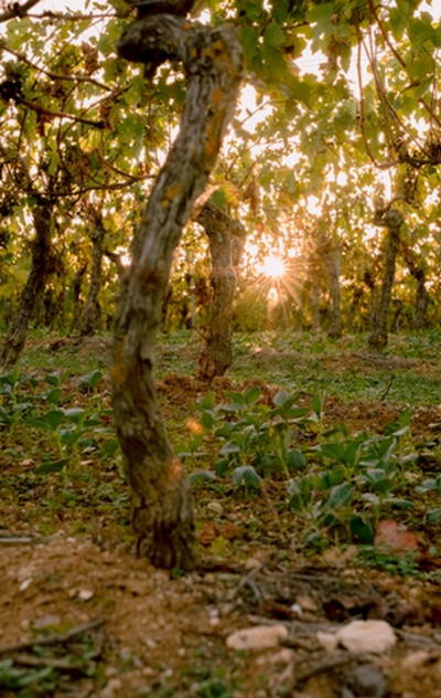 Cartde des AOP et IGP 