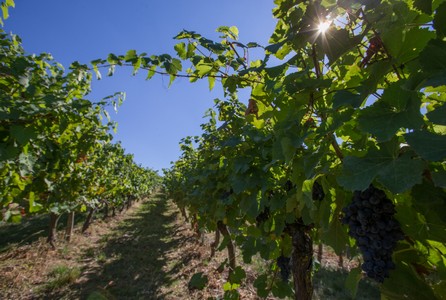 Les vins rosés de Gaillac 