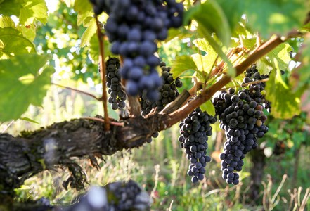 Les vins rouges de Gaillac 