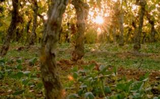 Cartde des AOP et IGP 