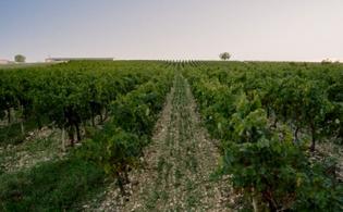 Le vignoble de Gaillac 