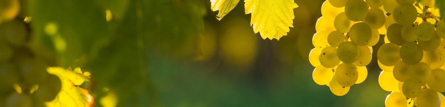 Pauses vigneronnes slider