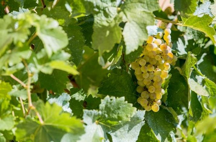Les vins blancs de la Maison Labastide et de Gaillac 