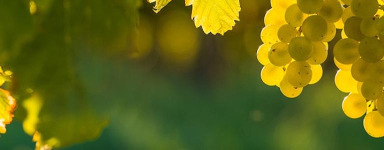 Pauses vigneronnes mobile slider