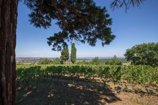 arbre_centenaire_carlus