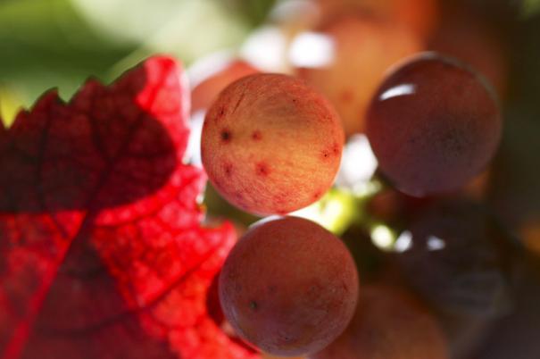 raisin_cave_de_labastide