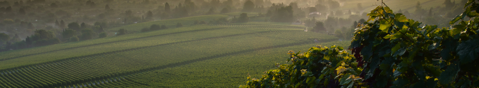 Guide des vins de Gaillac